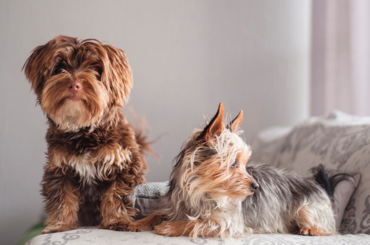 Mylo and Millie